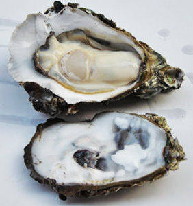 牡蛎（蚝）烘干工艺